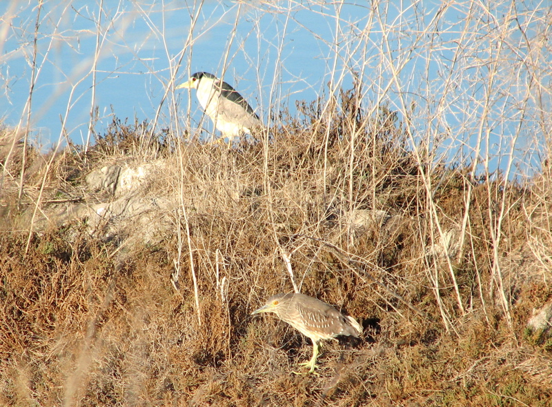 Black-crowned night herons