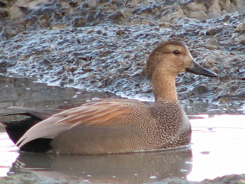 Gadwall Male