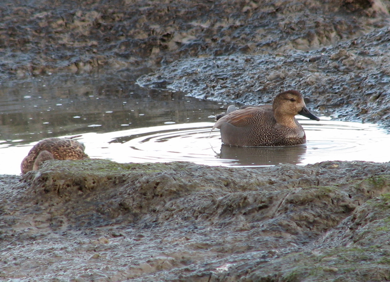 Gadwalls