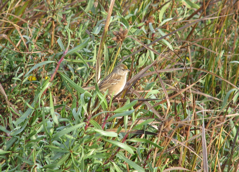 Golden-crowned sparrow