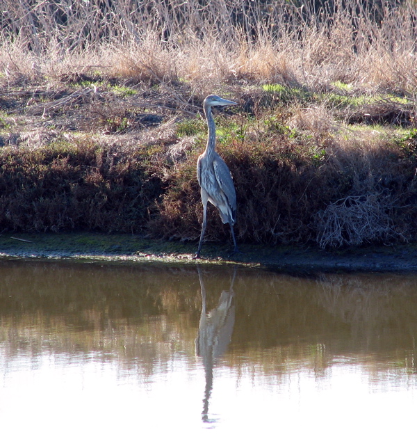 Great blue heron