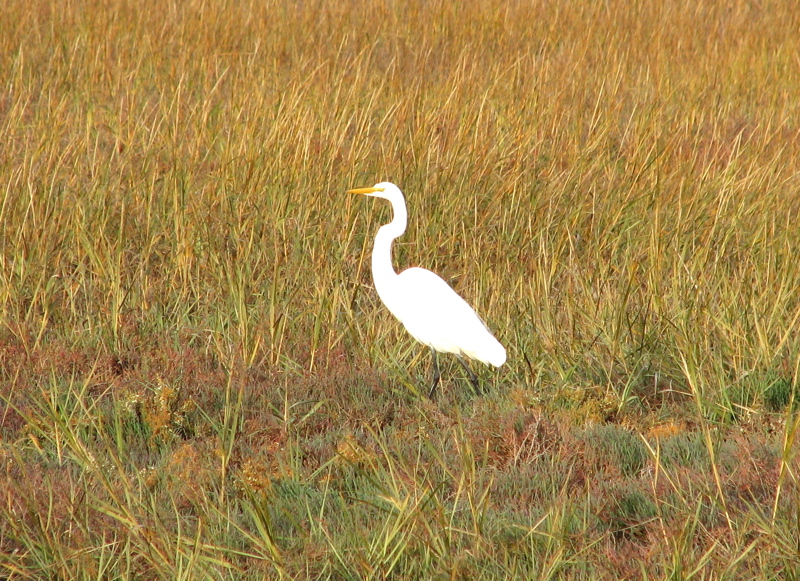 Great Egret