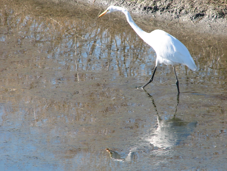 Great Egret