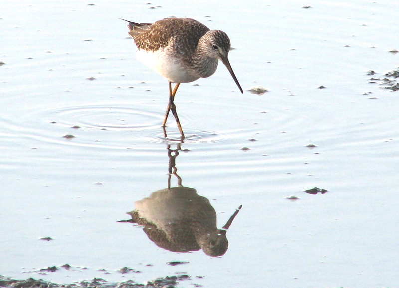 Greater Yellowlegs