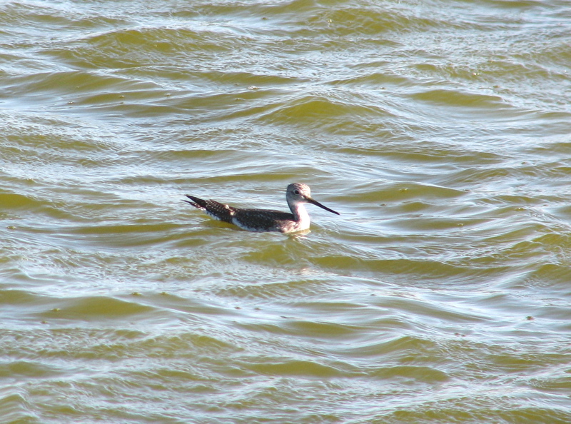 Greater Yellowlegs, swimming