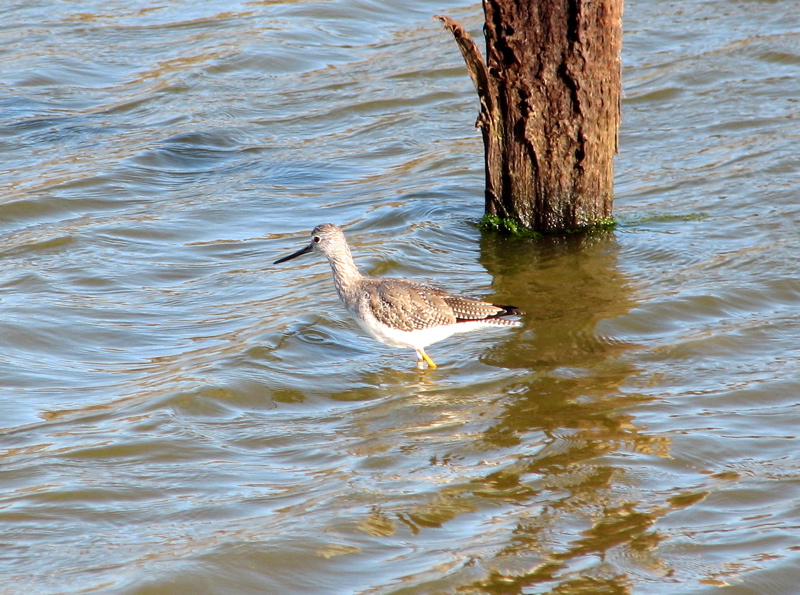Greater Yellowlegs, wading