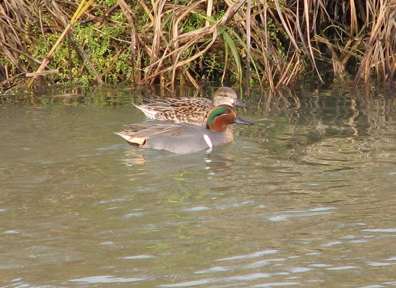 Green-winged teal couple 12/05