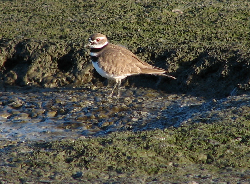 Killdeer  2/06