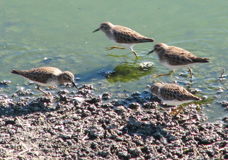 Least Sandpipers