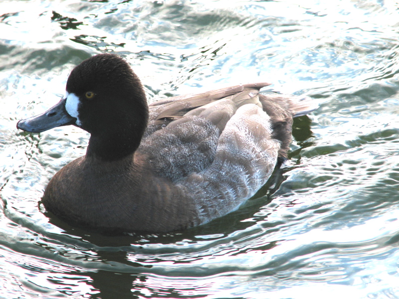 Lesser Scaup, Female