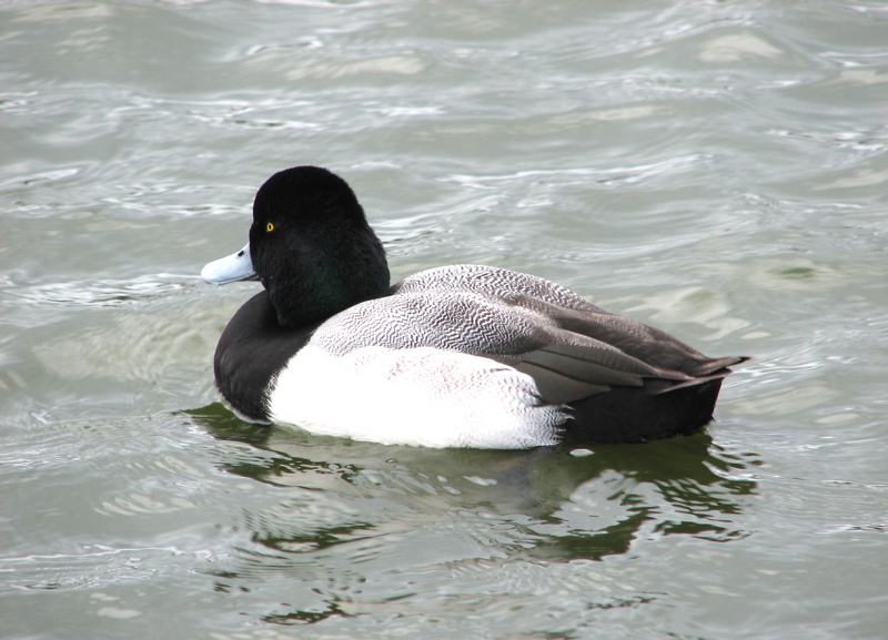 Lesser Scaup, male