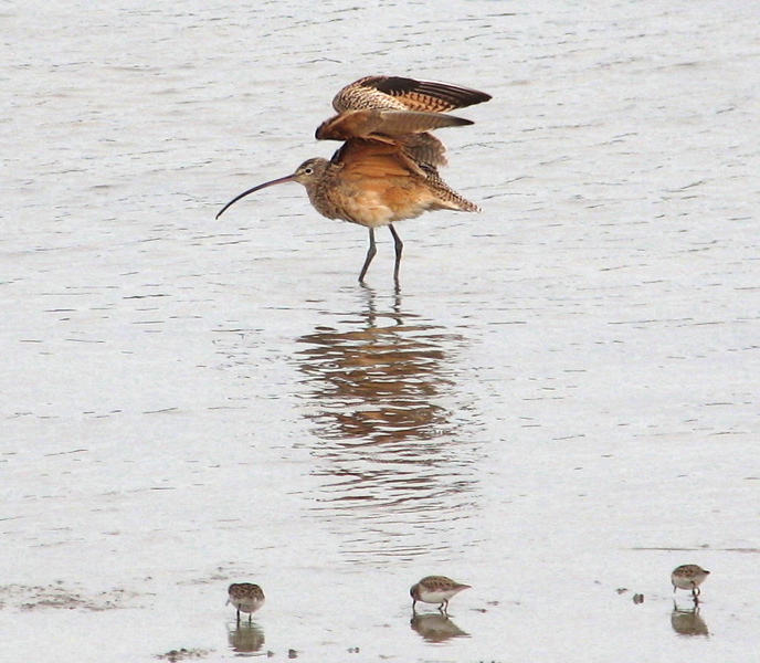 Long-billed curlew