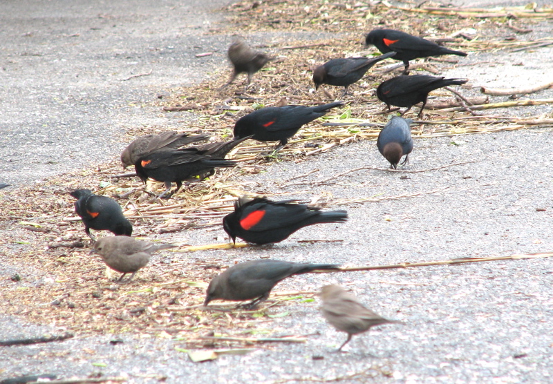 Redwing blackbirds 1/06