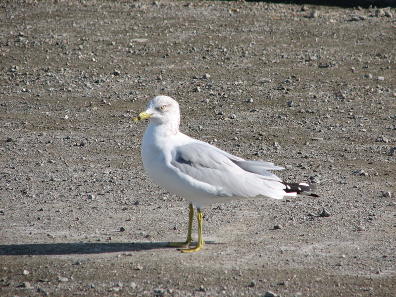 Ring-billed gull