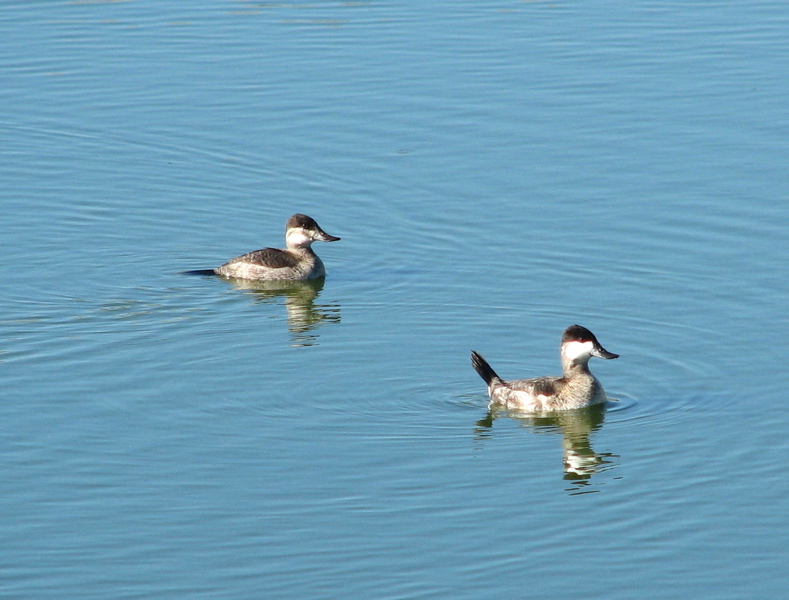 Ruddy Duck couple
