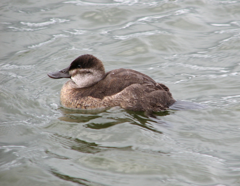 Ruddy duck, female