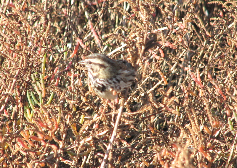 Savannah sparrow