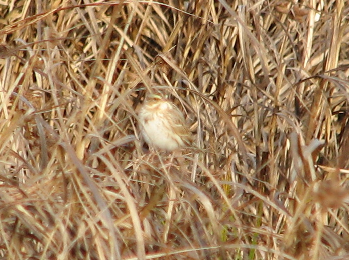 Savannah Sparrow