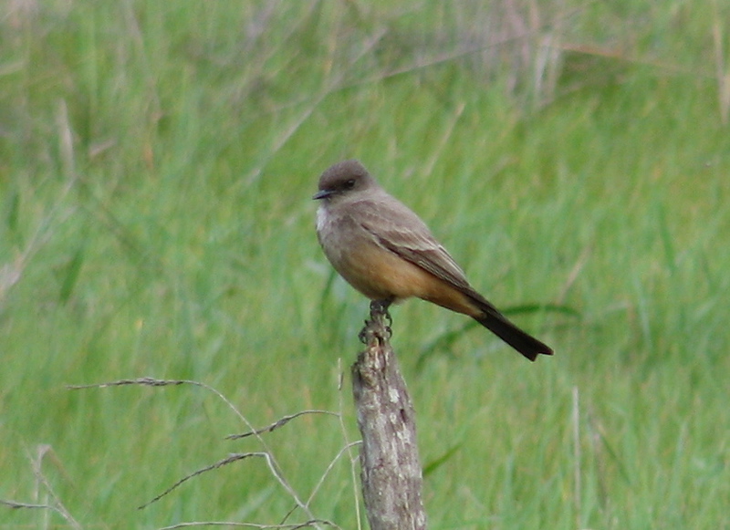Say's Phoebe