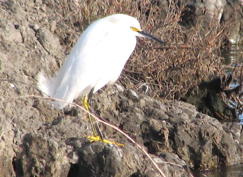 Snowy egret