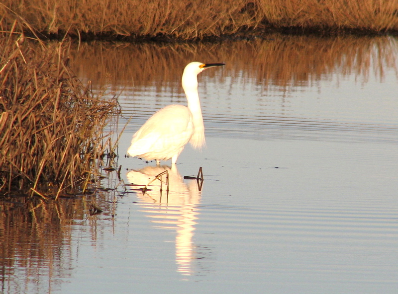 Snowy Egret, swallowing
