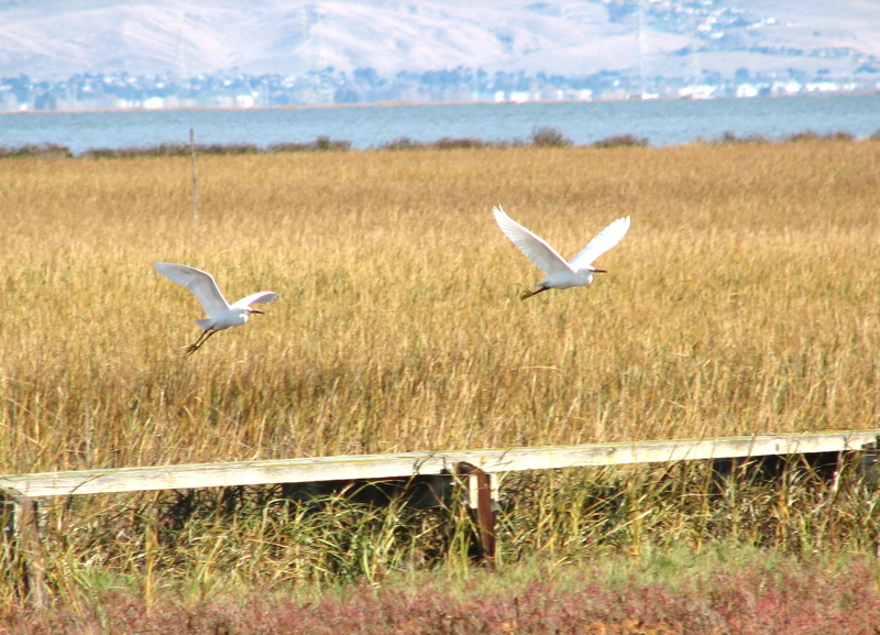 Snowy egrets in flight