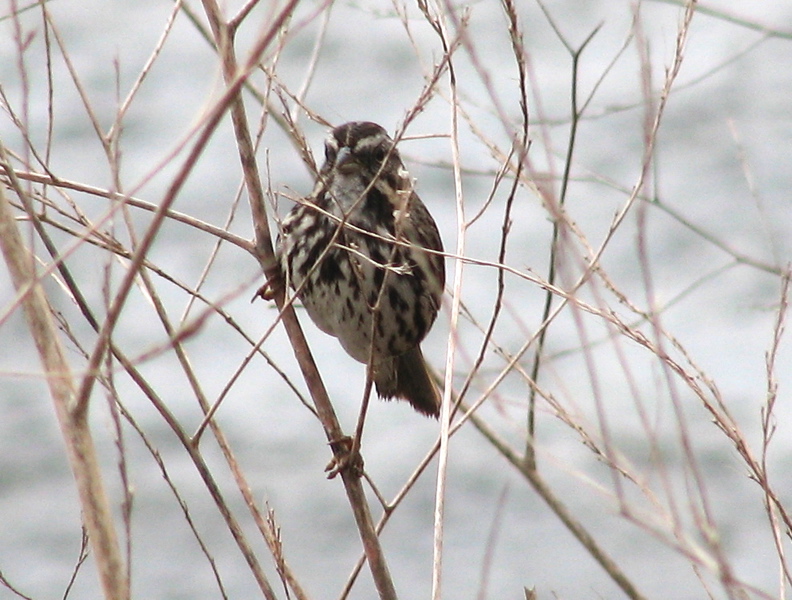Song sparrow