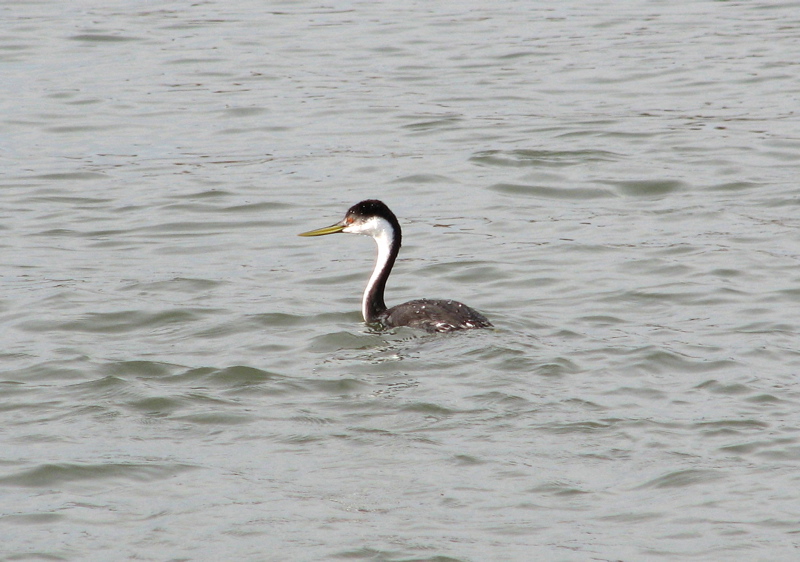 Western Grebe
