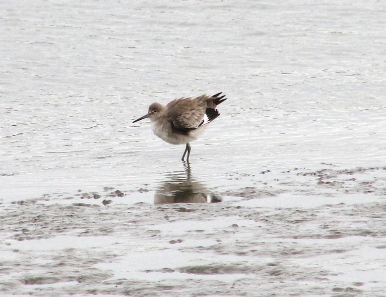 Willet, puffed up