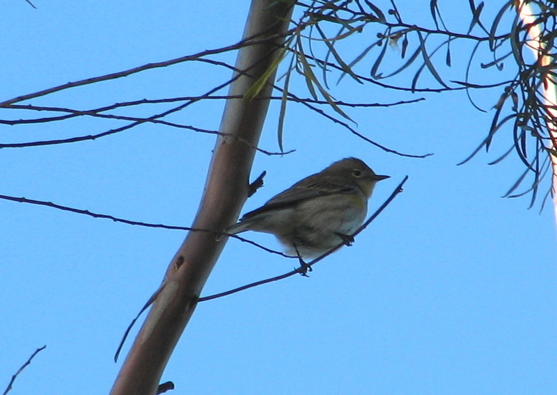 Yellow-rumped warbler