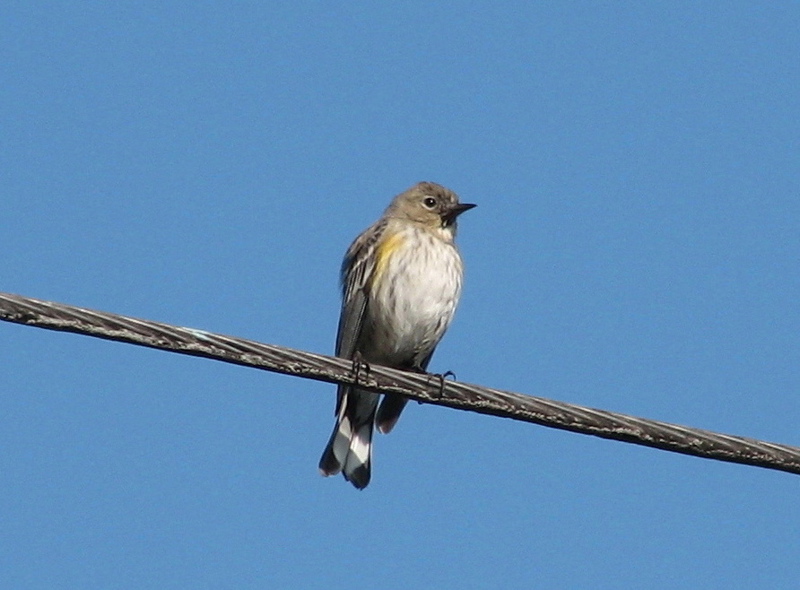 Yellow-rumped warbler