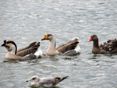 Chinese geese
