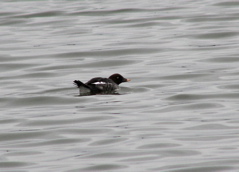 Common goldeneye, female