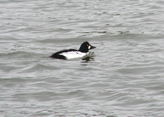 Common Goldeneye, male
