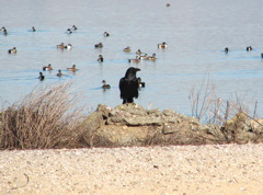 Common Raven