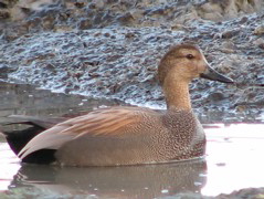Gadwall Male