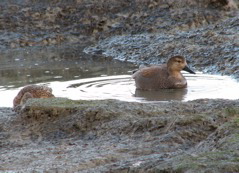 Gadwalls