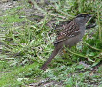 Golden-crowned sparrow