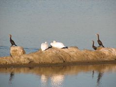 American white pelicans