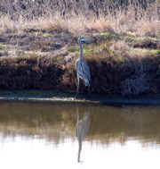 Great blue heron
