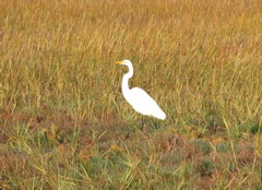 Great Egret