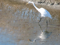 Great Egret