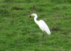 Great Egret, with lunch(2/12/06)