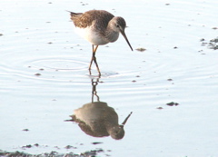 Greater Yellowlegs