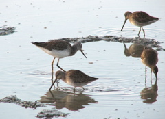 Greater yellowlegs with dowitchers