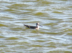 Greater Yellowlegs, swimming
