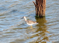 Greater Yellowlegs, wading