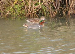 Green-winged teal couple 12/05