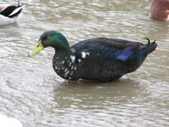 Hybrid duck