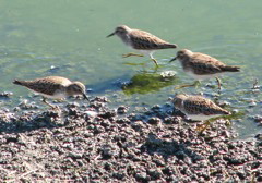 Least Sandpipers